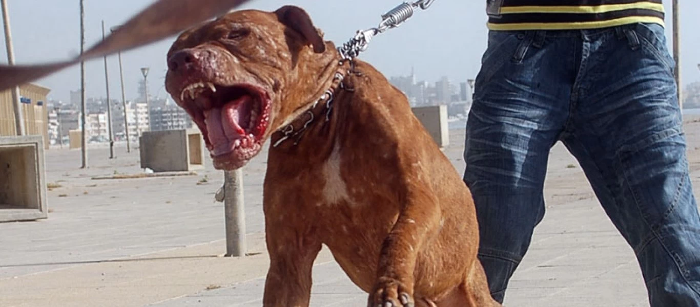 Εύβοια: Σκυλιά κατασπάραξαν 60χρονη γυναίκα - Νοσηλεύεται στο ΚΑΤ